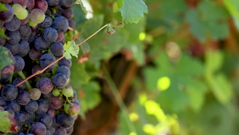 uvas exuberantes colgando en un viñedo soleado