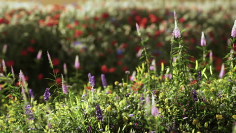 field with flowers during summer sundown