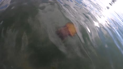 medusas de ortiga del mar pacífico salvaje en la bahía de monterey, california en 4k
