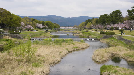 static slow-motion shot of a busy tourist-filled landscape surrounding cherry blossom trees