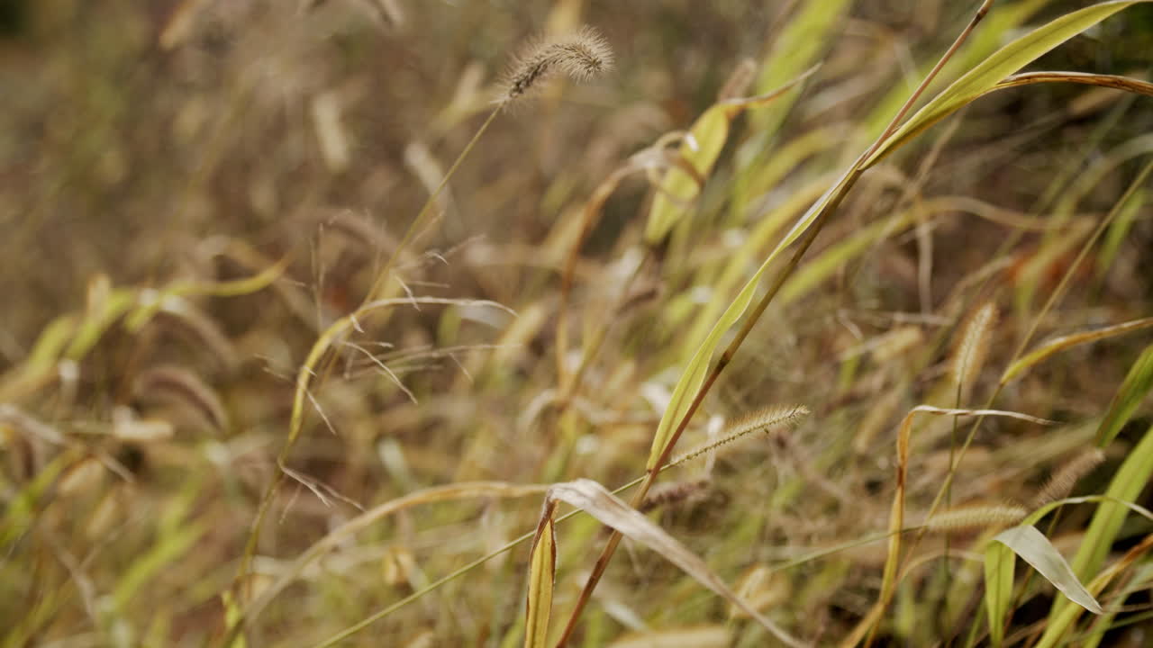 día soleado de otoño en la montaña con hojas de colores