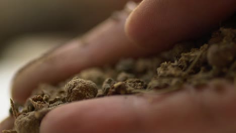 tiro macro de una mano que sostiene la raíz más loca, planta herbaria usada para el tinte y la medicina
