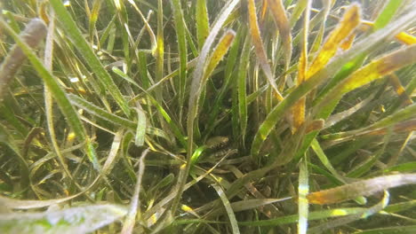 a bay scallop rests in thick turtlegrass beds beneath the surface of the water