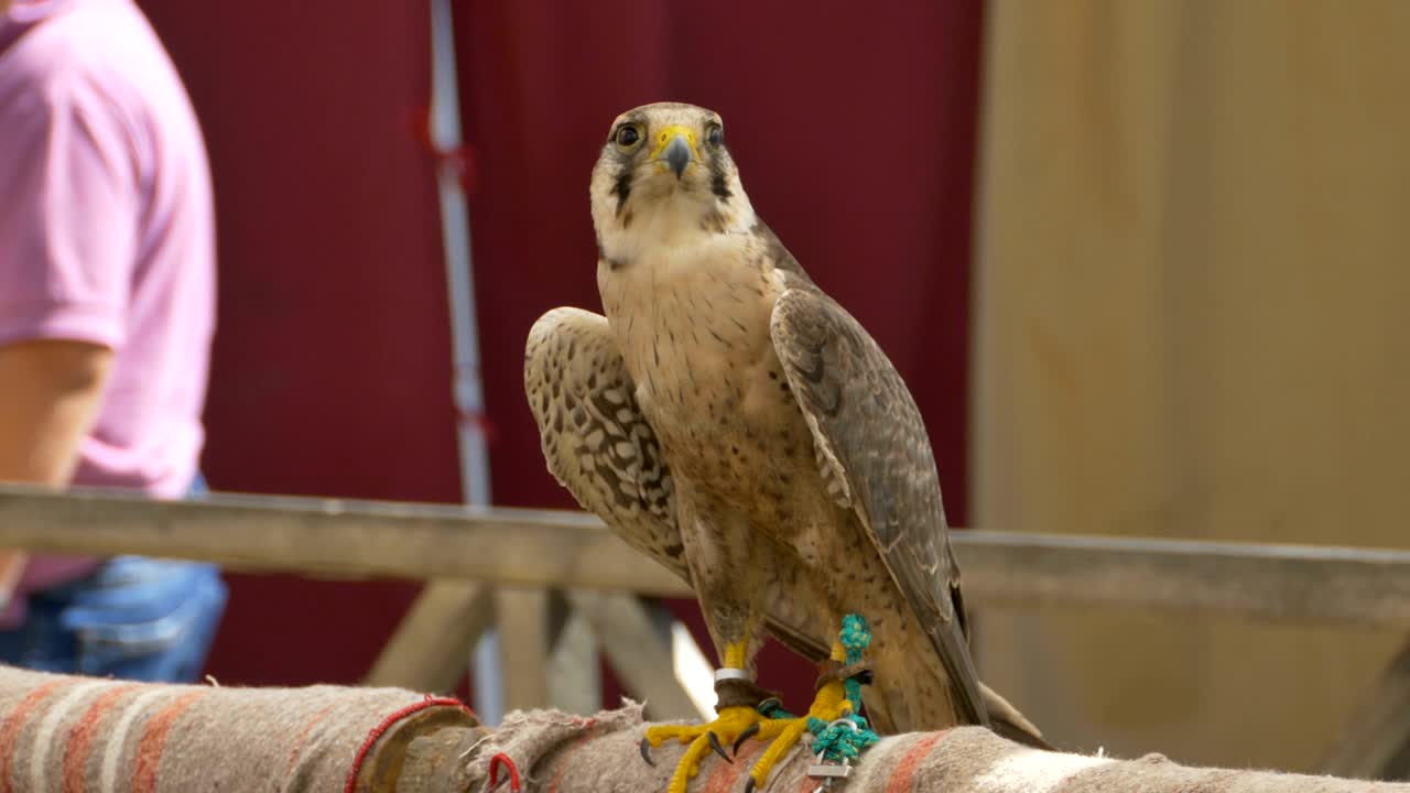 águila con los pies atados