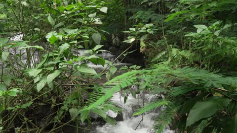 river in bali jungle rainforest nature dense ficus plants up-close indonesia southeast asia