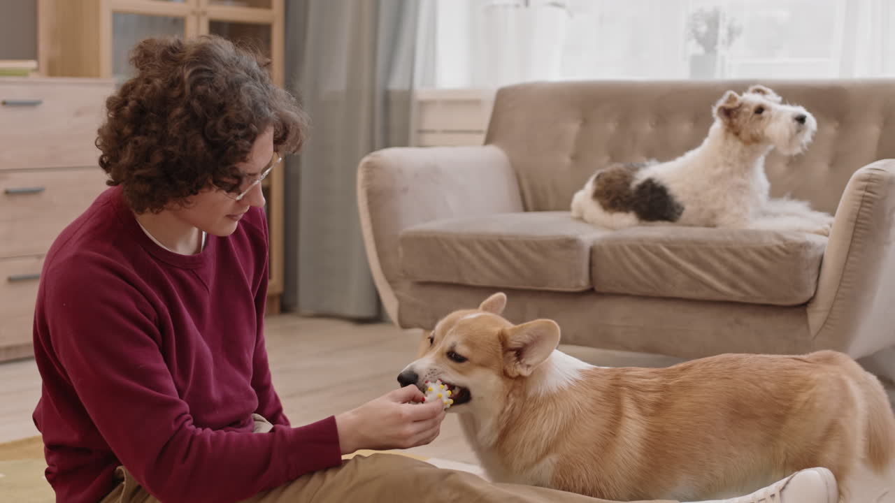 코르기 개 와 놀고 있는 백인 남자