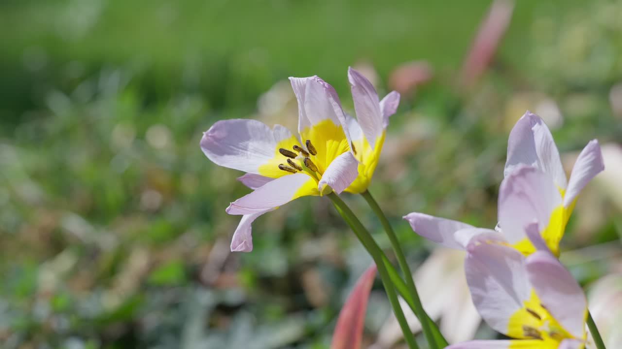 Close up in slow motion of Candia tulips of color purple and yellow moving in the wind in a Parisian garden during spring