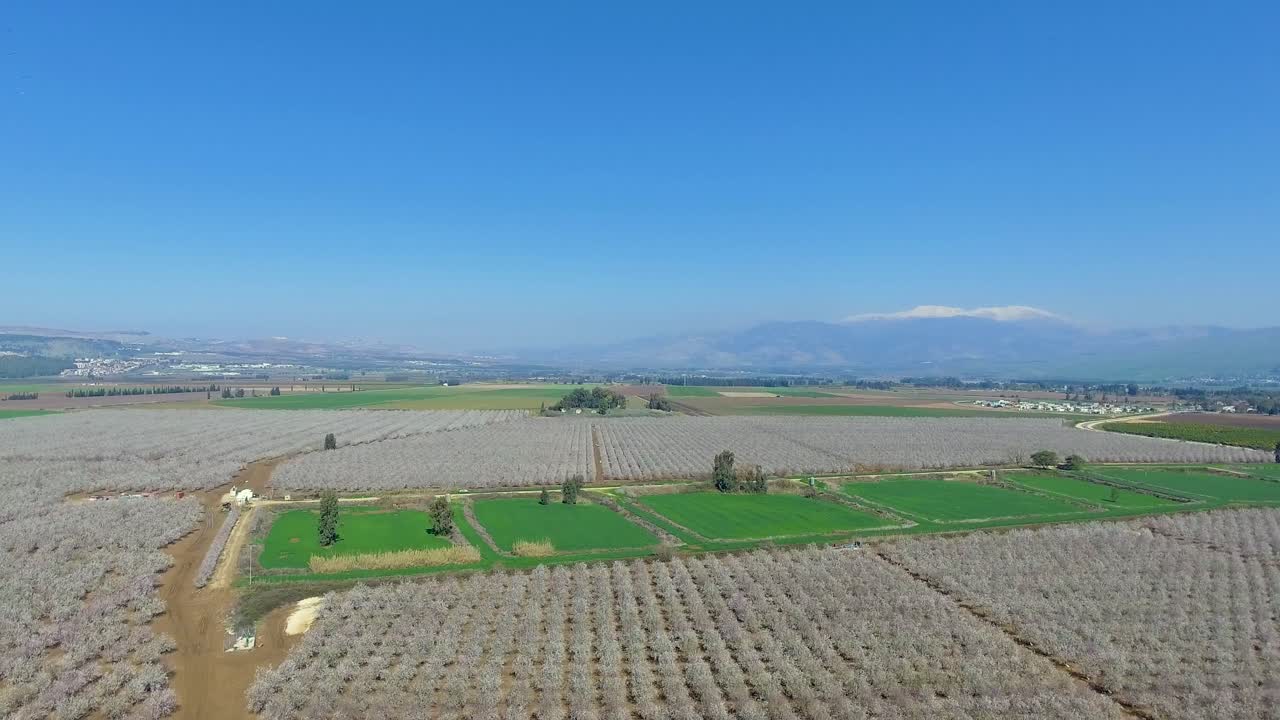 миндальный сад, снятый с беспилотника в верхней галилее в израиле