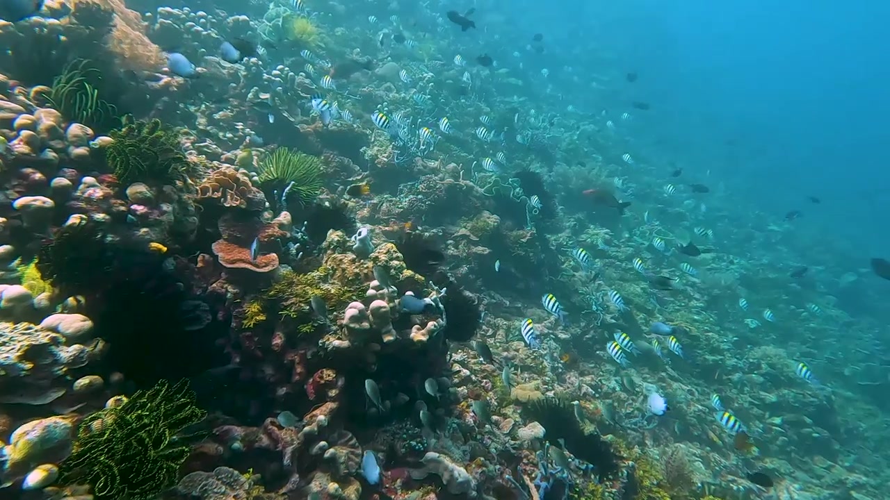 Cena subaquática de mergulho sobre recife de coral com peixes tropicais em águas marinhas biodiversas do Triângulo de Coral em Timor-Leste, Sudeste Asiático