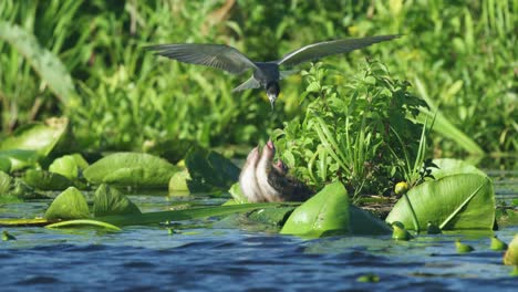 black tern mid-flight feeds three hatchlings sitting on river nest