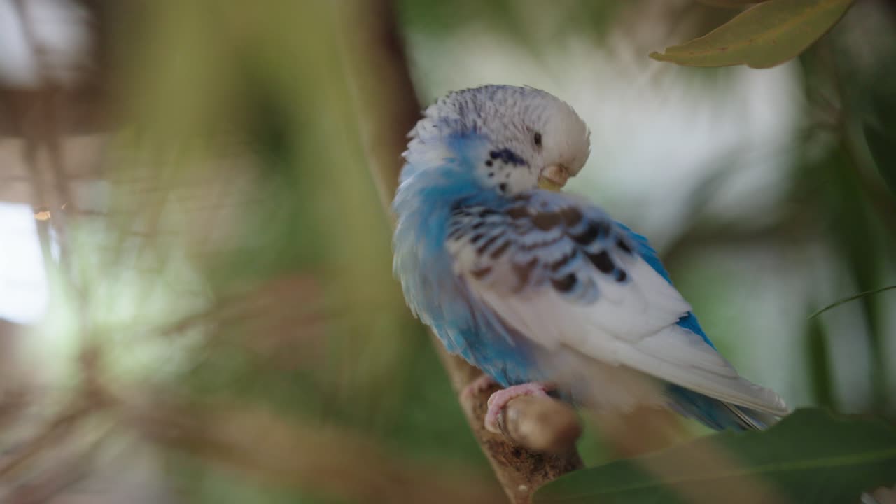 Un parrocchetto ondulato blu e bianco seduto su un ramo che si liscia le piume con il becco.