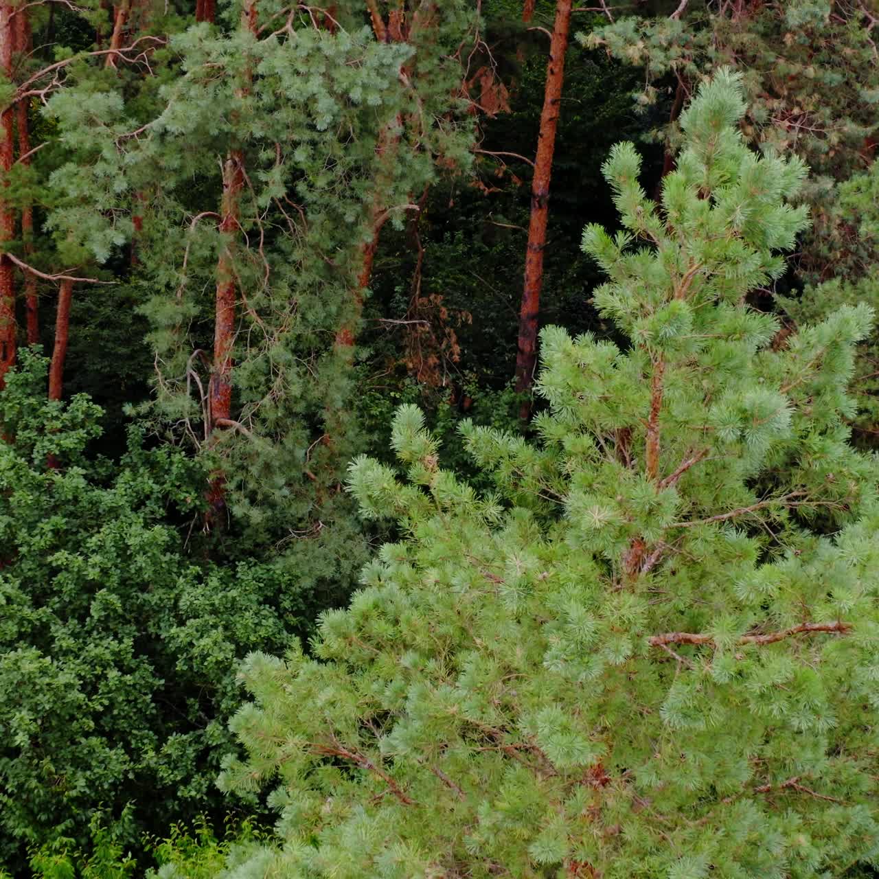 Fur trees and pines from above. Aerial view video on forest. Green wood. Nature concept video.