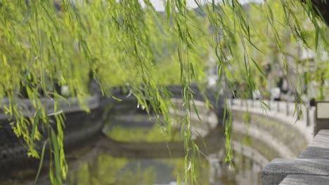 kinosaki onsen, willows in the wind on warm day in japan