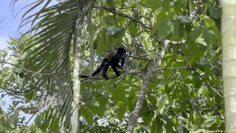 mono negro colgado de una rama de árbol en un bosque tropical de costa rica