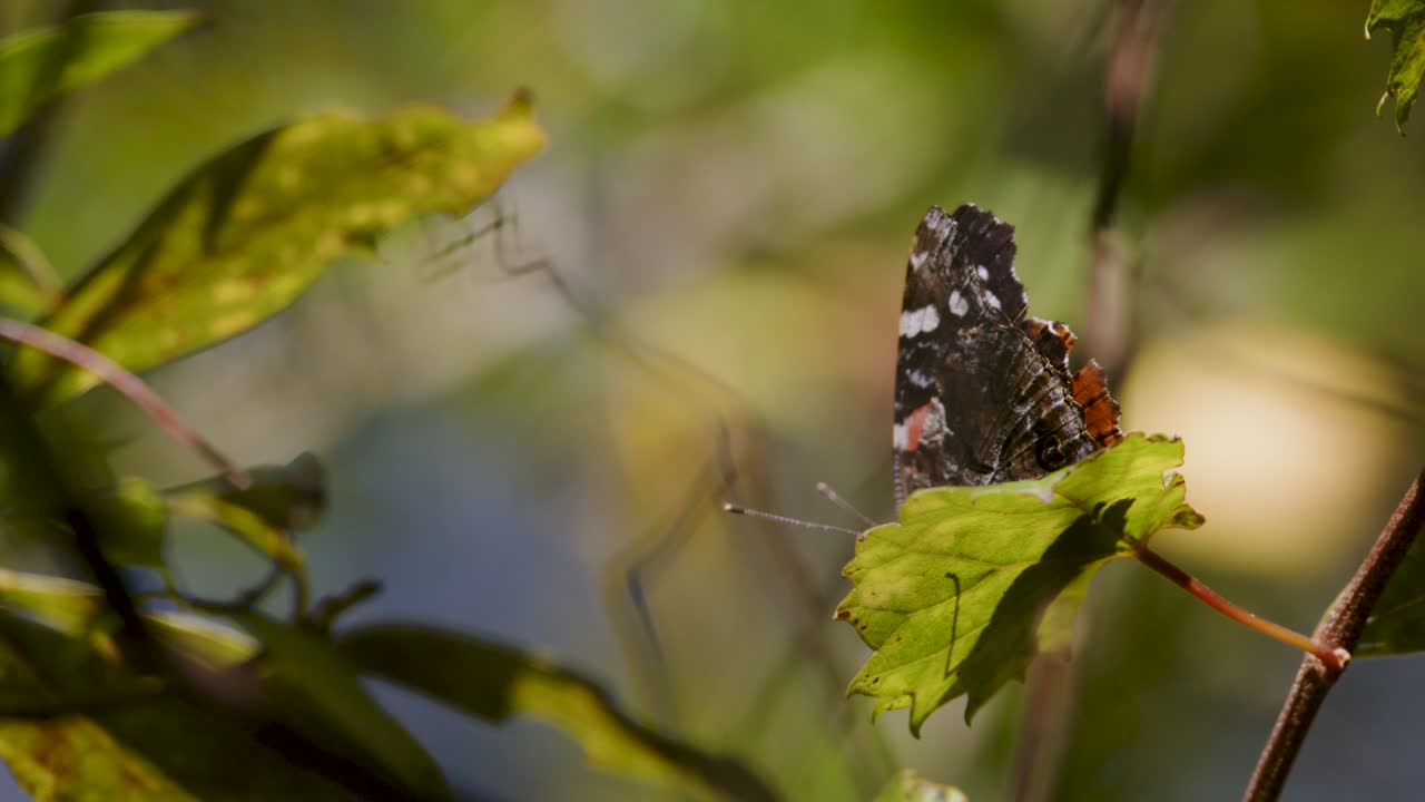 mariposa con alas destrozadas en la rama, alta velocidad, cámara lenta