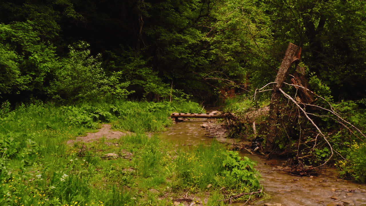 vista aérea de drones volando a través de un exuberante bosque verde, con un pequeño puente de madera que cruza un arroyo
