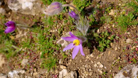 Primer-Plano-De-La-Planta-De-Pasqueflower-En-Crecimiento