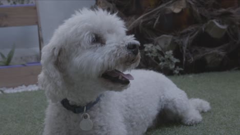 Perro-poodle-blanco-jadeando-en-el-pasto-del-jardín