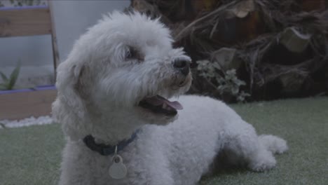 perro poodle blanco jadeando en el pasto del jardín