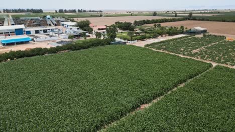 fotografía aérea de los cultivos de hortalizas
