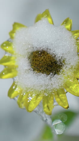primer plano de girasol cubierto de nieve con espesa nieve cubriendo sus pétalos amarillos y gotas congeladas, capturando la belleza de la naturaleza invernal con un fondo suave y borroso