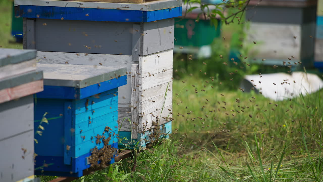 Working bees flying near their beehives. Numerous bees crawling around the entrance slot to the hive. Summer nature at the backdrop.
