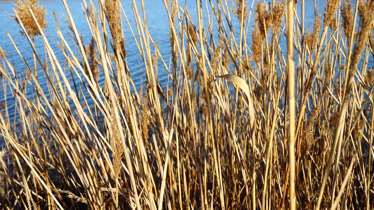 Schilf vor dem Hintergrund des Sees
