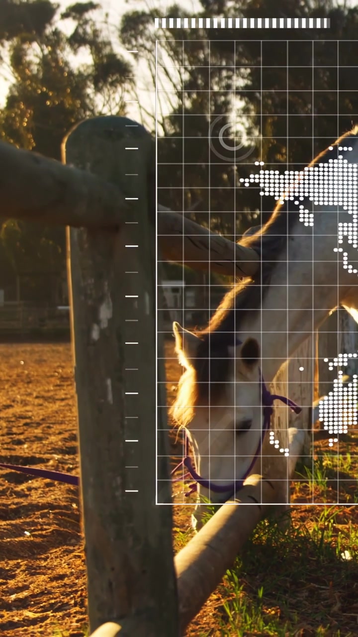 Video verticale: Griglia UI che appare, telecamera in panoramica, veterinario che monitora un cavallo con cavezza viola che bruca vicino alla recinzione.