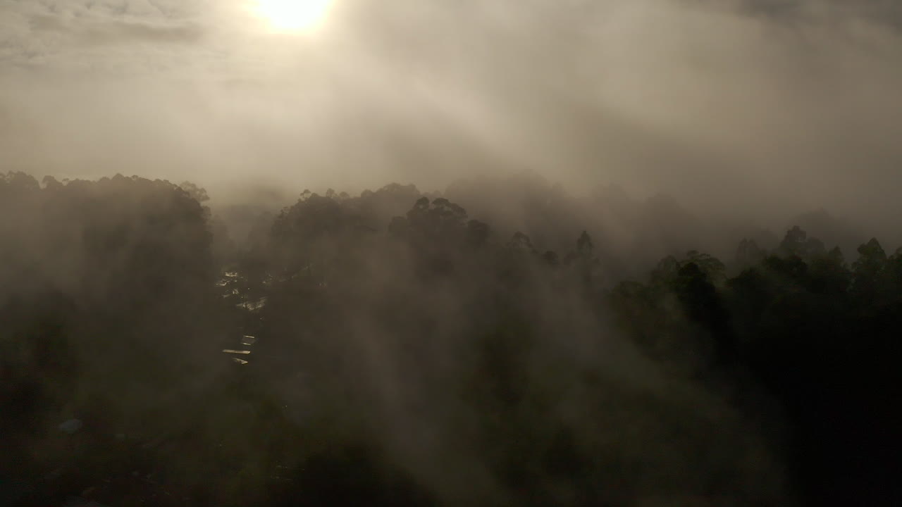 золотое сияние, пробивающееся сквозь плотный слой тумана над лесом