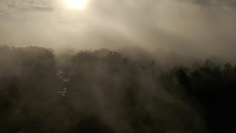 golden glow shining through dense layer of fog over forest