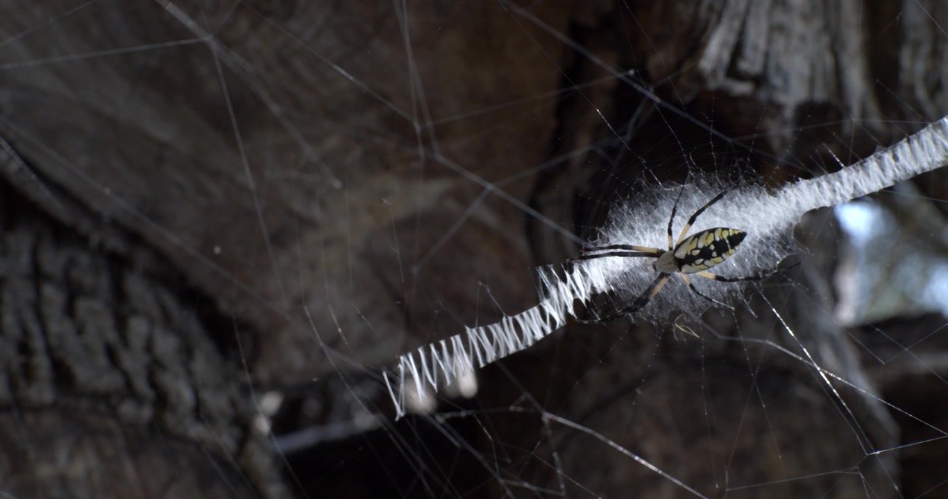 Gul hagespindel (Argiope aurantia) som sitter i nettet sitt bygget på en vedstabel, med lyset som reflekteres fra det hvite silkemønsteret