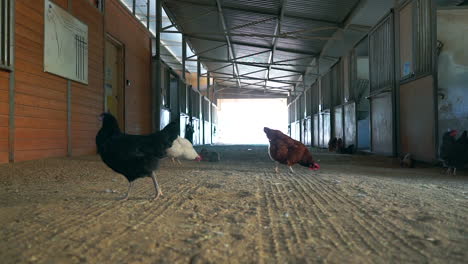 free-range chickens in a barn or stable scratching and pecking at the ground as they forage for food - slow motion pan