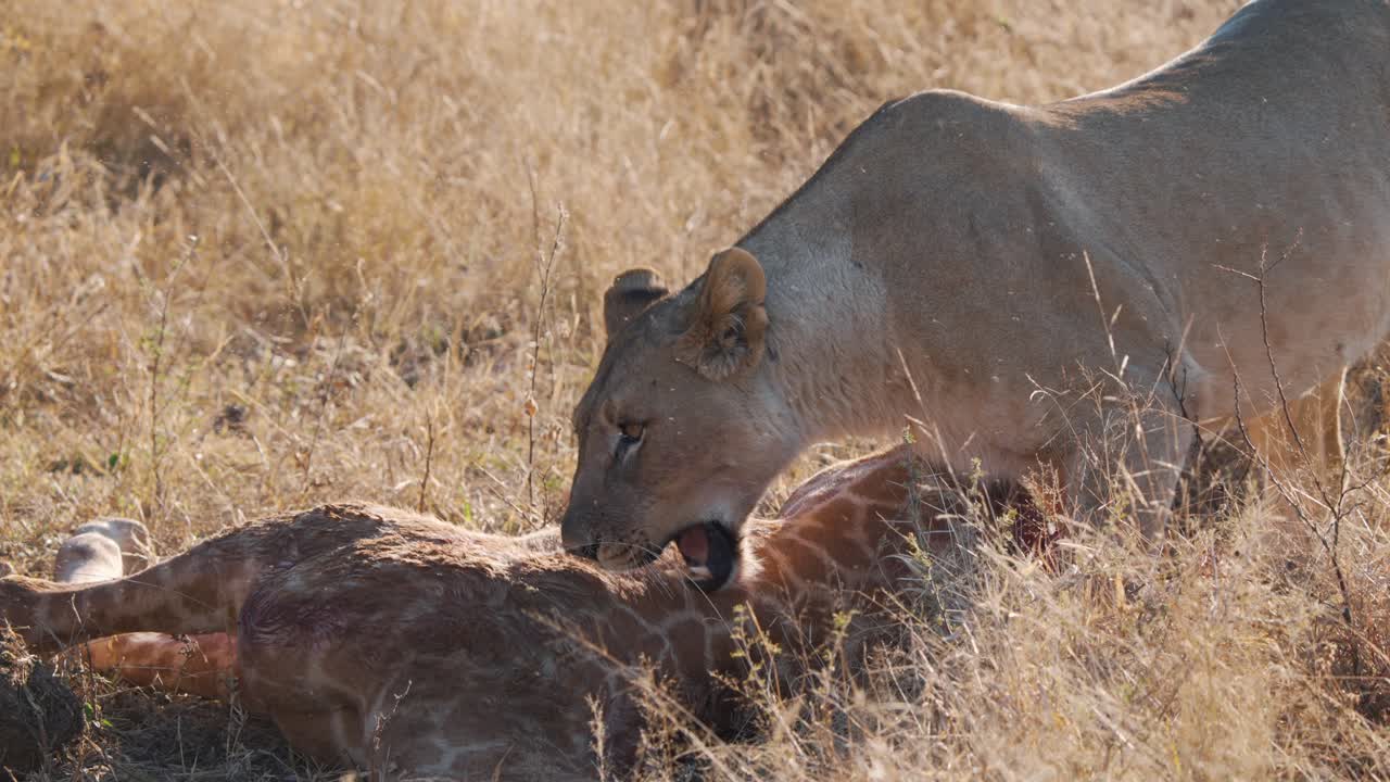 Lioness trying to bite into giraffe carcass swarmed with flies