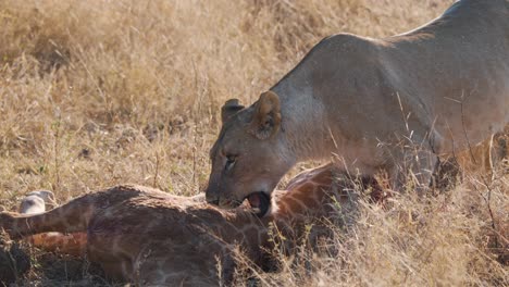 lioness trying to bite into giraffe carcass swarmed with flies