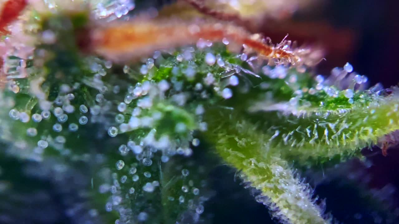 imágenes mágicas de la droga cannabis marihuana bajo el microscopio tricomas thc cbd