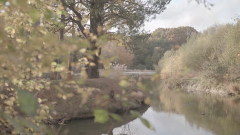 rack focus between an autumn coloured bush - tree and a lake - pond - ungraded