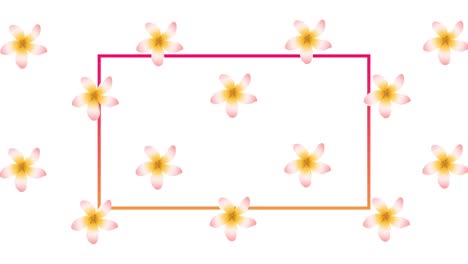 animation of flowers spinning over pink frame on white background