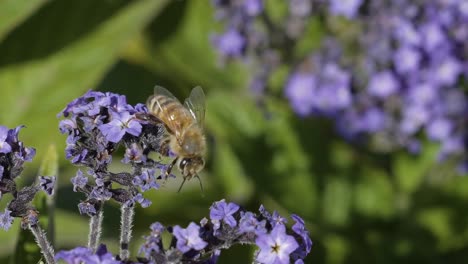 close up of a bumblebee flying around and collecting pollen from flowers during a bright summer day