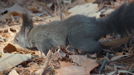 ardilla roja eurasiática esponjosa encuentra y recoge nueces en el suelo en hojas caídas y huye - cámara lenta de primer plano