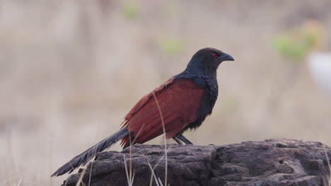 coucal mayor mira a su alrededor camina sobre una roca y se va volando, gran ojo rojo