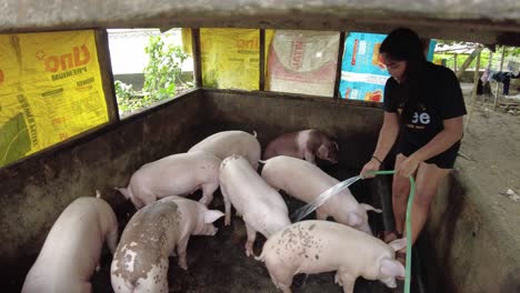 a dynamic shot of a woman cleaning the pigs and the pig pen with pressurized running water from a hose and closes it up then climbs over the wall to get off