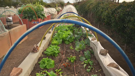 Cultive-Su-Propio-Concepto-De-Comida,-Jardín-Comunitario-Con-Lechuga,-Fresas-Y-Verduras-De-Hojas-Verdes-En-Camas-Elevadas-Y-Cajas-De-Contenedores