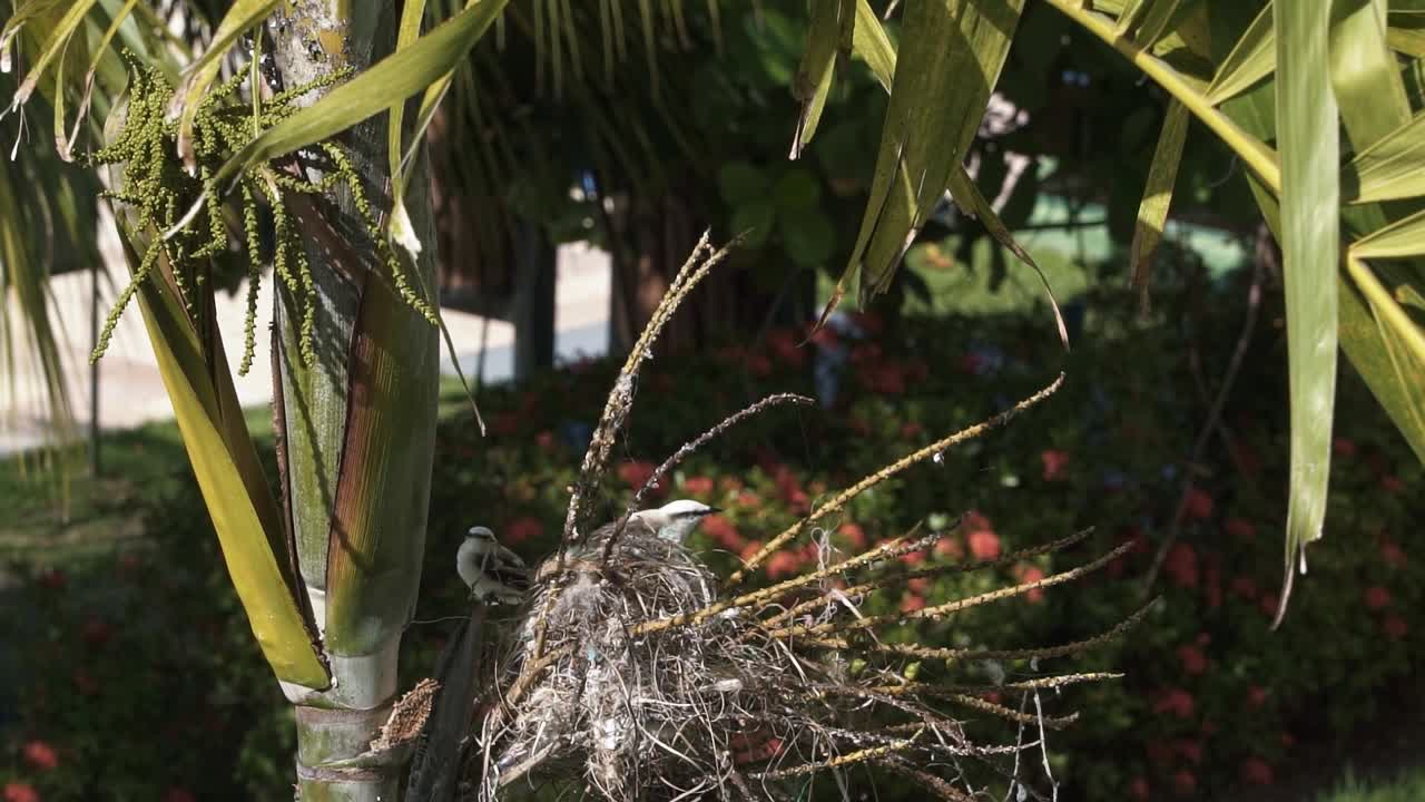 cámara lenta de un pájaro bebé saltando de su nido construido en una palmera tropical exótica en el estado de pernambuco en el noreste de brasil en un cálido día soleado de verano