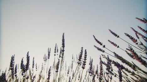 Row-of-lavender-bushes-at-sunset