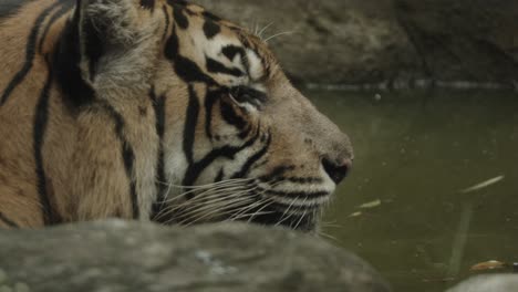 Larger-adult-tiger-in-water,-opens-mouth-and-shows-big-teeth-while-breathing