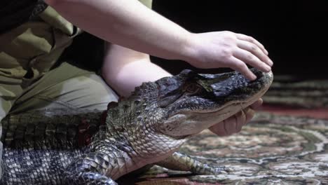 persona que maneja el cocodrilo