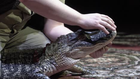 person handling alligator