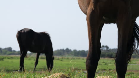 static shot of two horses grazing in field