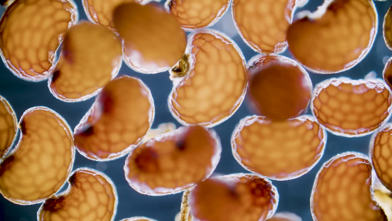 Poppy seeds under microscope dark field view