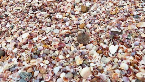 beach with broken shells